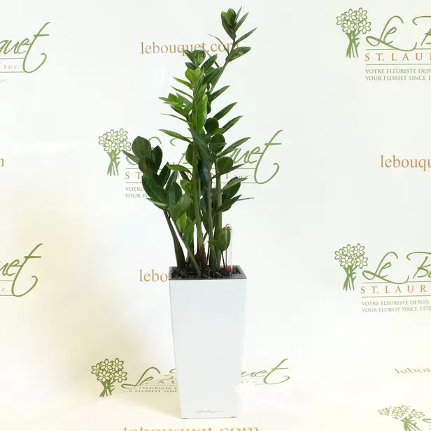 Zamioculcas-Zamiifolia in Maxi-Cubi Self-Watering Planter